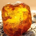 آمبروکسان