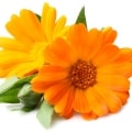 گل همیشه بهار انگلیسی