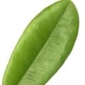 برگبوی غرب هند