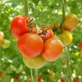 گوجه فرنگی