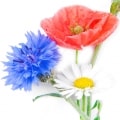 گل‌های وحشی