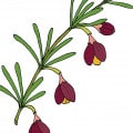 گل بورونیا