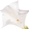گل تاتوره
