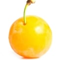 آلو قطره طلا