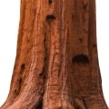 درخت سرخ چوب