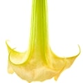 نهال تاتوره معطر