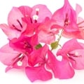 گل کاغذی