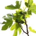 درخت انجیر