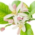 شکوفه لیمو ترش