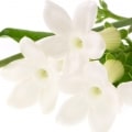 گل استفانوتیس
